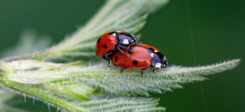 Ladybugs