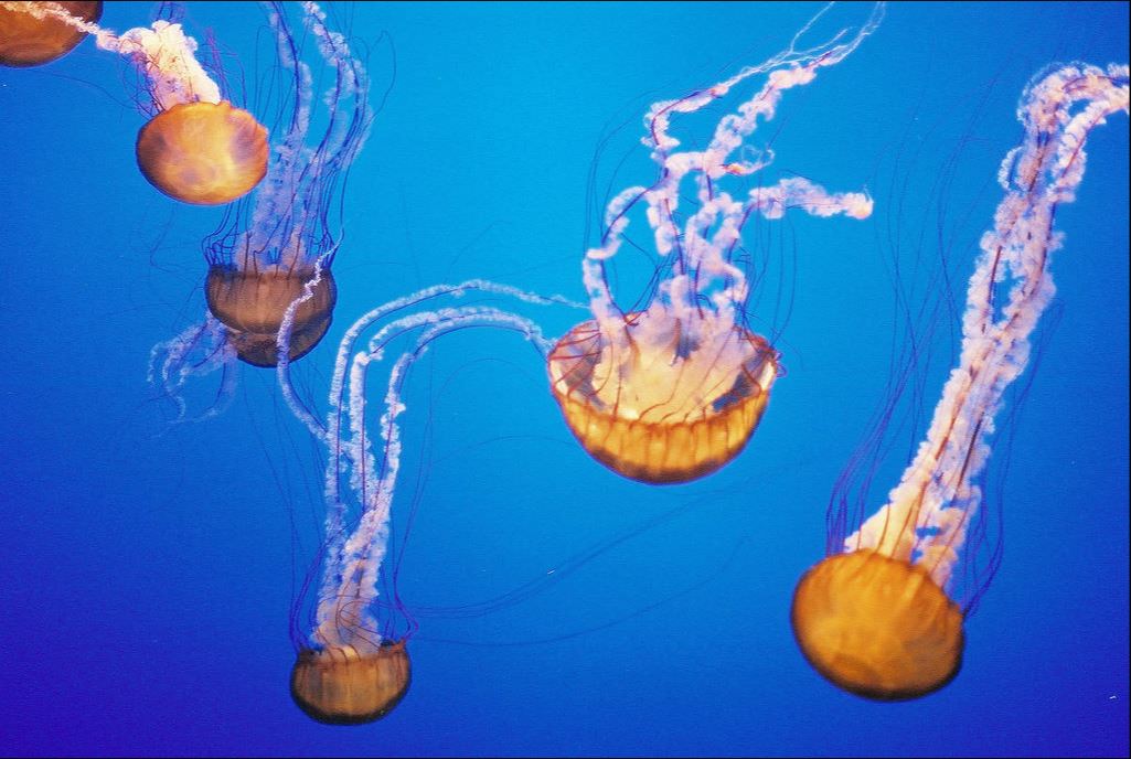 jellyfish